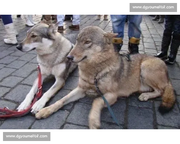 以捷克狼犬对决为核心的综合评估与训练策略全景解读与应用指南 以捷克狼犬对决为核心的综合评估与训练策略全景解读与应用指南